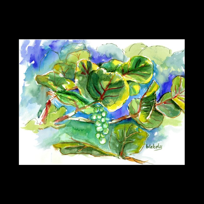 Front Yard Sea Grapes