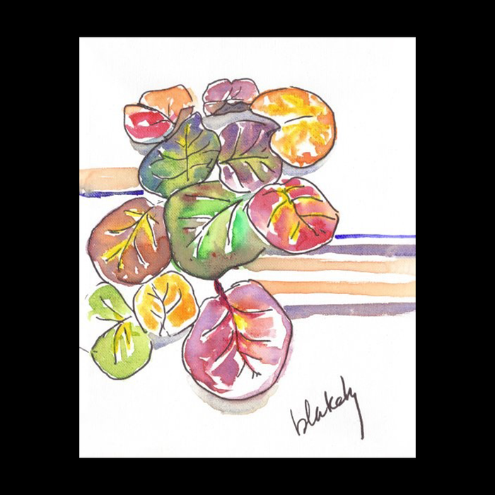 Seagrapes and Stripes - Unframed Watercolor print