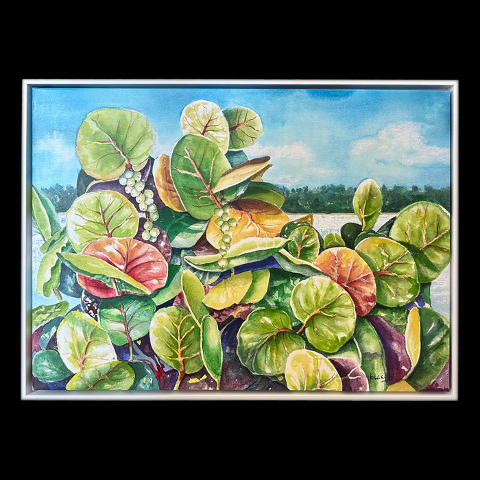 Seagrapes - Framed Print